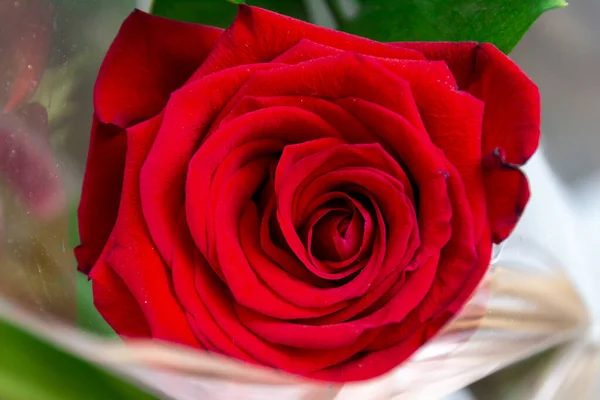 Bourgeon Une Rose Rouge Fleurs Gros Plan Contexte Festif Floral — Photo