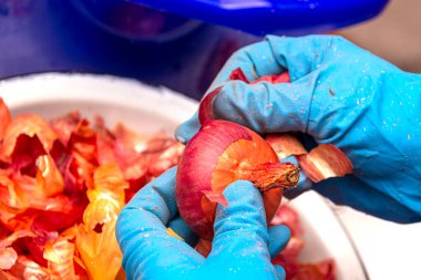 Bir kadın soğan soyuyor. Yukarıdan bak. Mavi lastik eldivenli kadın elleri soğanı soyar..