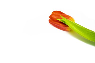 beyaz zemin üzerine kırmızı lale