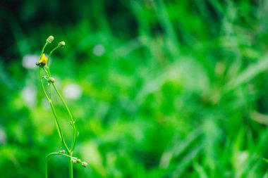Bahar çiçekleri güneşte açıyor.