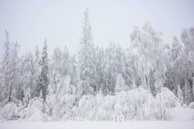 Kış günü SnowLy soğuk kış ormanı