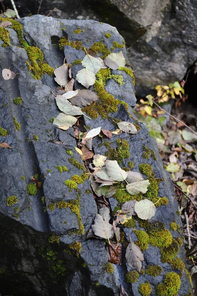 last year's leaves on an old stone covered with moss