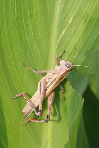 Große Heuschrecke Frisst Frisches Grünes Blatt — Stockfoto