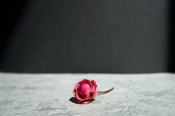  Siyah bir arka planda krom bir masada küçük pembe kurumuş bir gül.                                    
