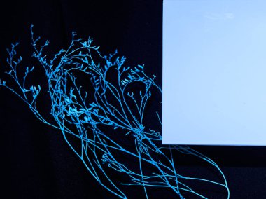  Blue sheet of paper on a black background with a blue branch for romantic greetings for poems                         