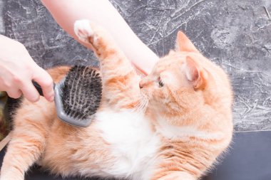 Kızıl kedi saçlarını taramayı sevmez, kadın eli evcil hayvanları tarar, kedi tırmalar metres, siyah arka plan