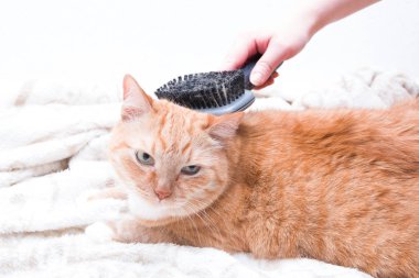 Bir kadın eli şalı siyah taraklı bir kediye tarar. Kopya alanı, açık arkaplan, beyaz renk, kedi memnun olur.