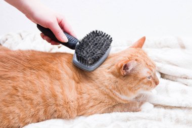Kadın eli, kanepede siyah bir tarakla kırmızı kedi tarağı tarıyor.