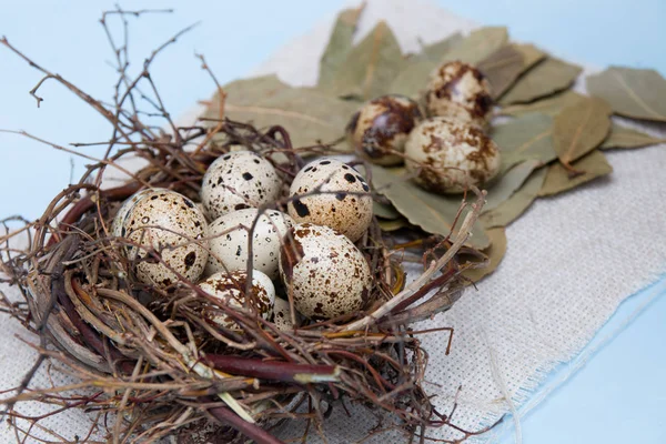 Quail Eggs Nest Branches Blue Background Light Fabric Easter Background — Stock Photo, Image