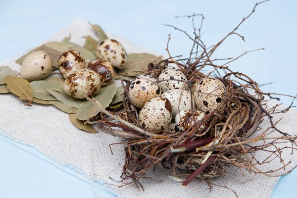 quail eggs in a nest of branches on a blue background, light fabric, several eggs on a litter of bay leaves, Easter background, copy space