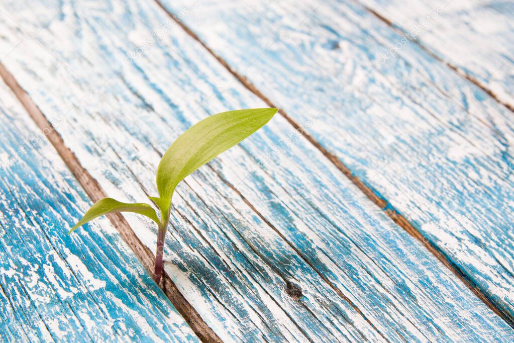 green little sprout grows through wooden boards, the concept of a new life, to overcome obstacles and achieve the desired, blue background, aged boards, copy space, close-up