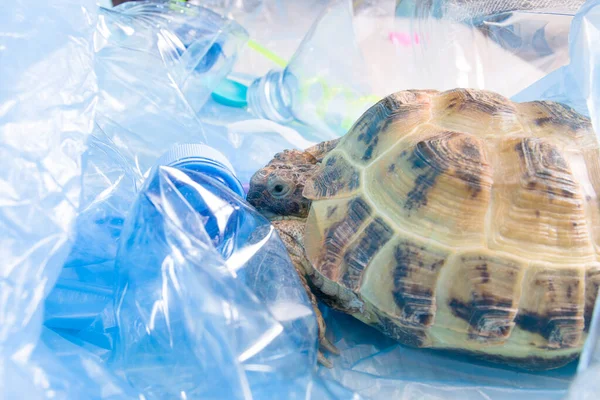 Jord Centralasiatisk Skildpadde Bunke Plastaffald Miljøforureningskoncept Skadelig Plast Til Dyr - Stock-foto