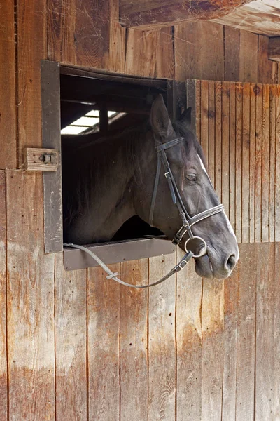 Un caballo se asoma desde la puerta del establo — Foto de Stock