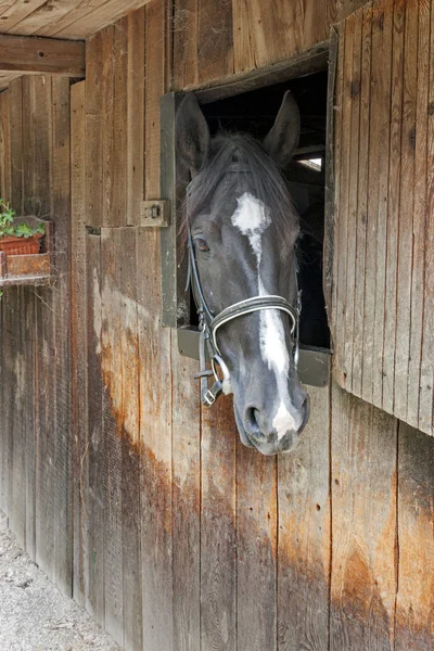 Ein Pferd lugt aus der Stalltür — Stockfoto