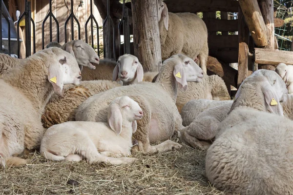 Sheeps and lambs — Stock Photo, Image