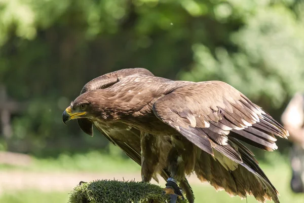 closeup of a Royal Eagle