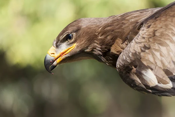 Royal Eagle closeup — Stok fotoğraf