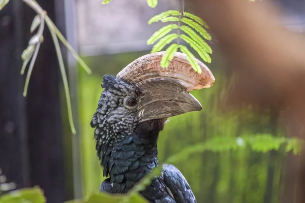 트럼펫 hornbill Bycanistes bucinator — 스톡 사진