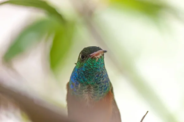 Hummingbird amazilia amazilia (Colibri) — Stock Photo, Image