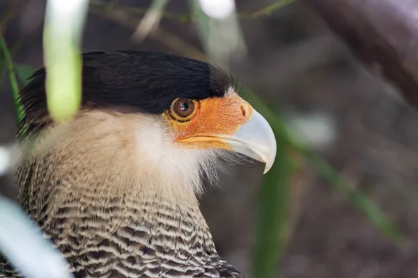 Kuzey tepeli caracara — Stok fotoğraf