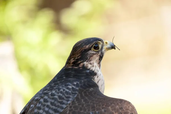 Ein Wanderfalke — Stockfoto