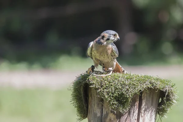 Un falco pellegrino — Foto Stock