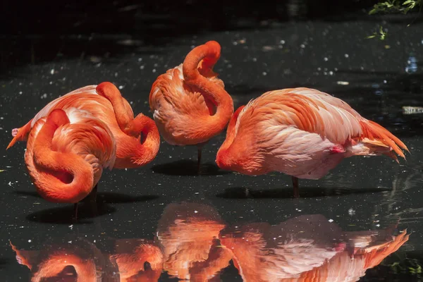 Amerikanische Flamingos - phoenicopterus ruber — Stockfoto