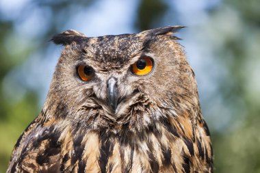 Gerçek baykuş, (bubo bubo) 