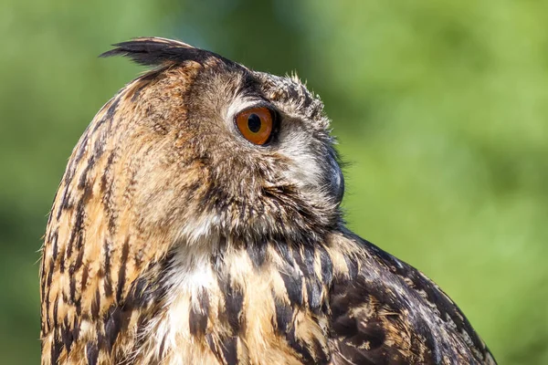 Gerçek baykuş, (bubo bubo) — Stok fotoğraf