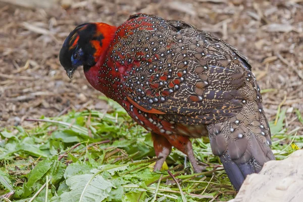 Szatír Tragopan (Tragopan satyra) — Stock Fotó