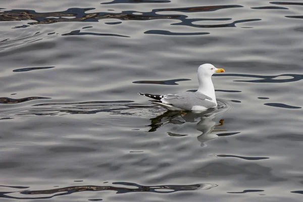 Seekor Burung Camar Dewasa Tercermin Dalam Air Danau Yang Tenang — Stok Foto