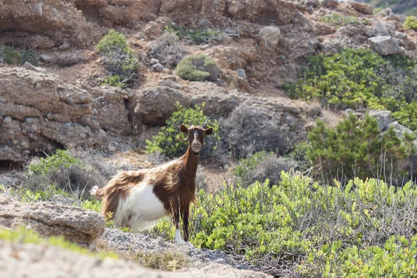 Domestic Goat Crete Greece — Stock Photo, Image