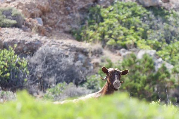 Cabra Doméstica Creta Grecia —  Fotos de Stock