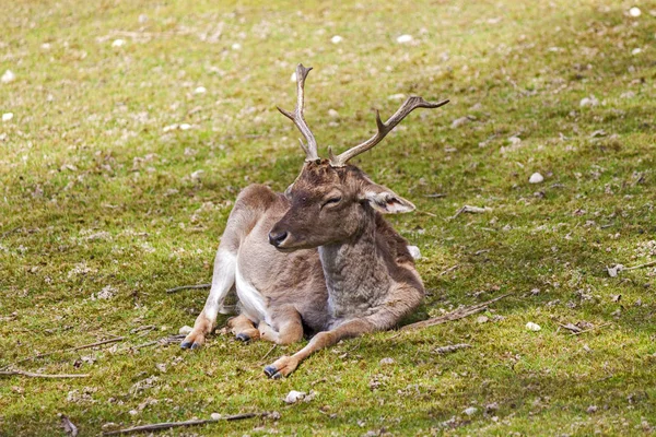 Solitary Specimen Adult Fallow Deer Grazes Meadow Spring — Stock Photo, Image