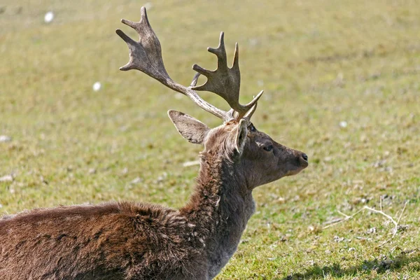Solitary Specimen Adult Fallow Deer Grazes Meadow Spring — Stock Photo, Image