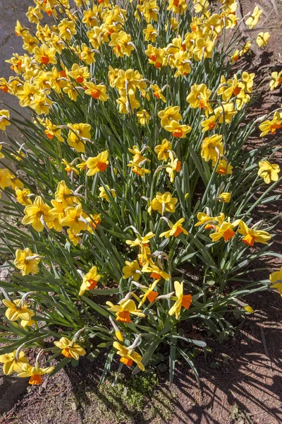 Floração Narcisos Flor Dupla Primavera — Fotografia de Stock