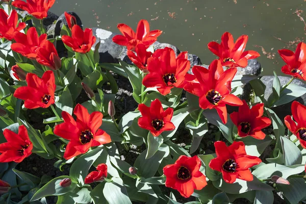 Frühling Tulpe Blume Hintergrund — Stockfoto