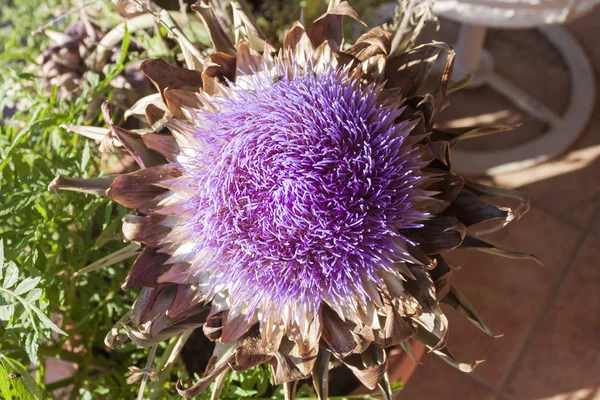 Purple Flower Wild Artichoke Flowering — Stock Photo, Image