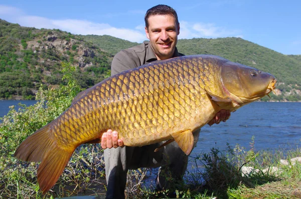 Pêche Carpe Capture Poisson Homme Tenant Une Grosse Carpe Commune — Photo