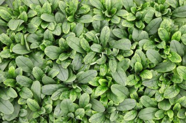 Yeşil bitki arka planı. tam çerçeve