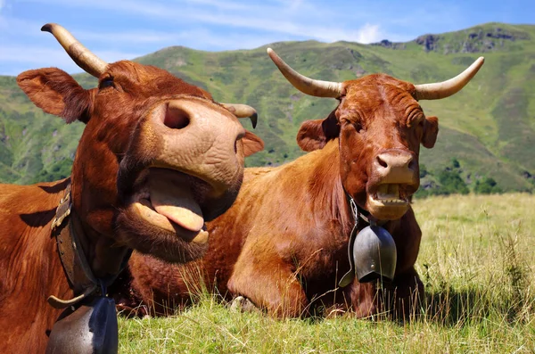 Francuskie Salers Krowy Dzwonkiem Leżące Polu Górami Tle Wiejska Scena — Zdjęcie stockowe