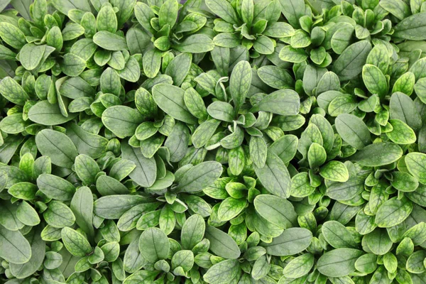 Green Plant Background Full Frame — Stock Photo, Image