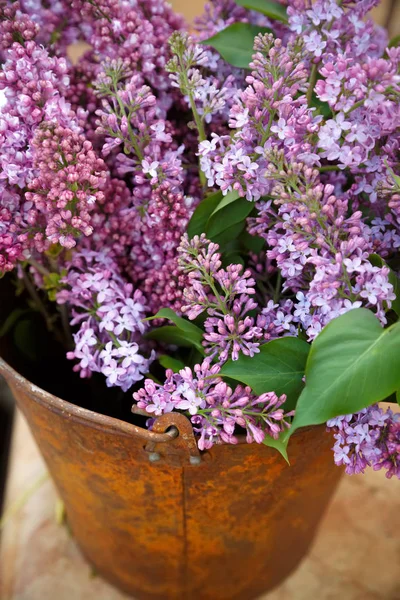 Fioritura fiori lilla bouquet primavera nel vecchio secchio — Foto Stock