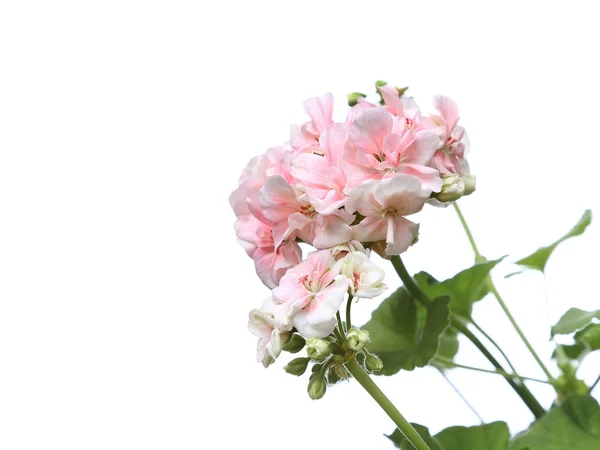 Blossoming light pink geranium — Stock Photo, Image