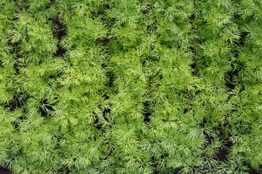 Fresh dill growing seedlings. Growing fresh herbs. Green plants in the garden, organic local food concept