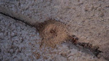 Çimento arka planında yuvadaki kırmızı karınca