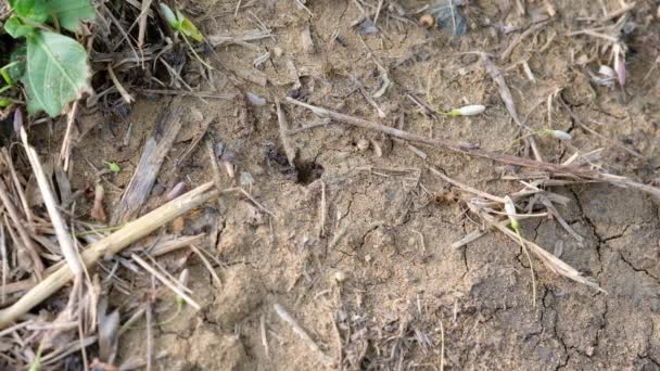 Bahçedeki Çürük Toprakta Siyah Karınca — Stok video