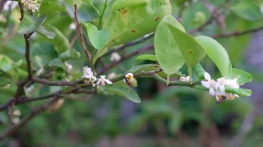 Tayland 'daki bahçede çiçek ve arı