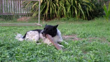 Bahçedeki çimlerin üzerinde oturan siyah beyaz köpek