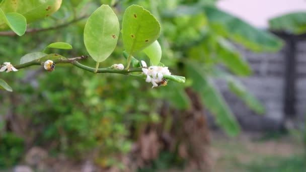 タイの庭の花レモンと蜂 — ストック動画